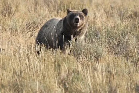 Backpacker Assaulted by Bear in Yellowstone Flown to Medical Facility