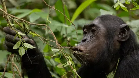 Apes Drinking a Daily Dose of a Beer Per Day from Fermented Produce, Research Shows