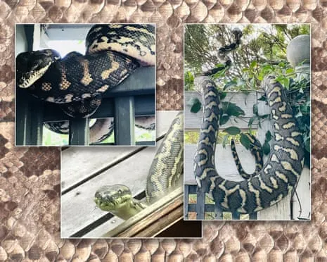 Welcoming my Serpents in the Roof: An Evolution from Anxiety to Fascination
