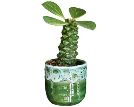 Will This Euphorbia Ritchiei Ever Grow Leaves Again?